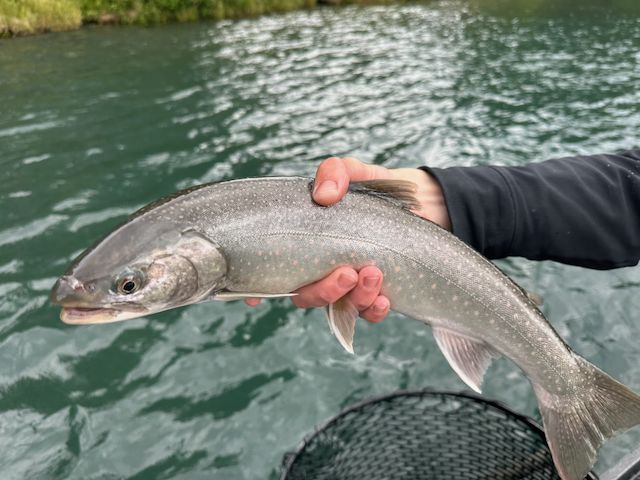 Img 0879 Dolly Varden