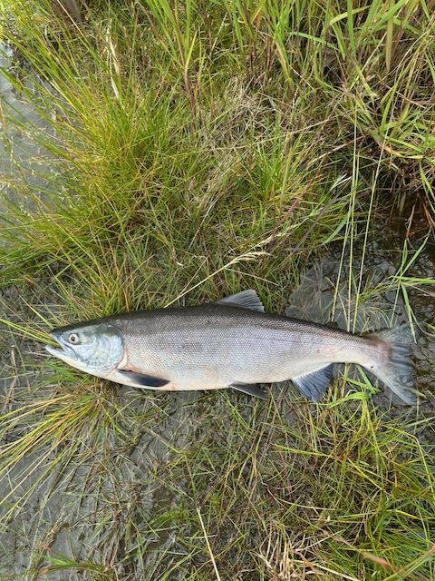 Img 1010 Sockeye